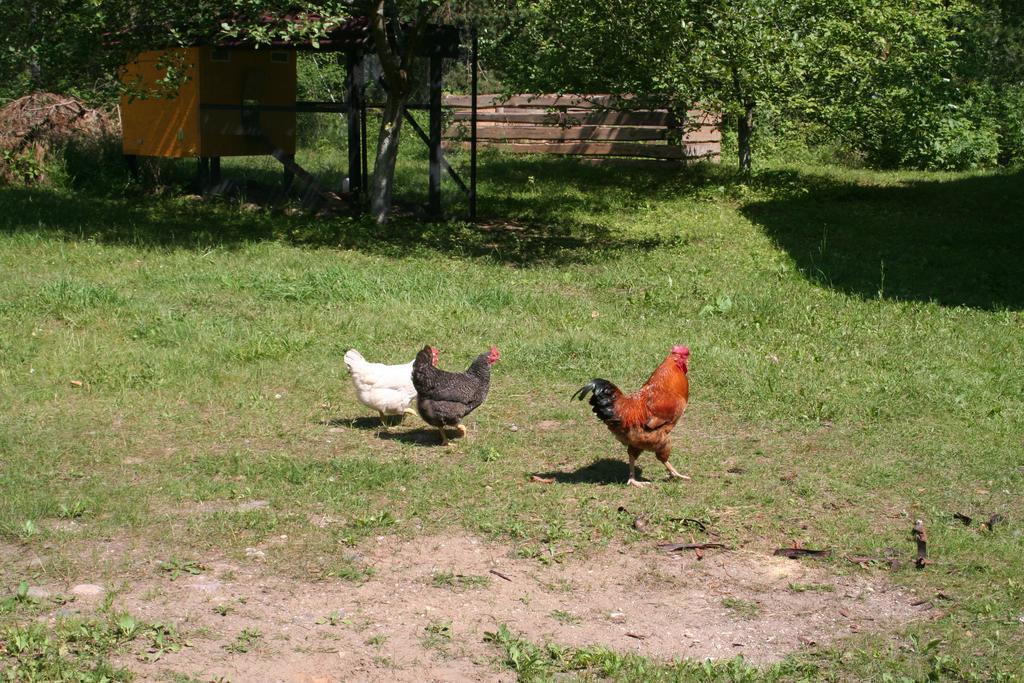 优普斯迪维塔斯公寓 Krāslava 外观 照片